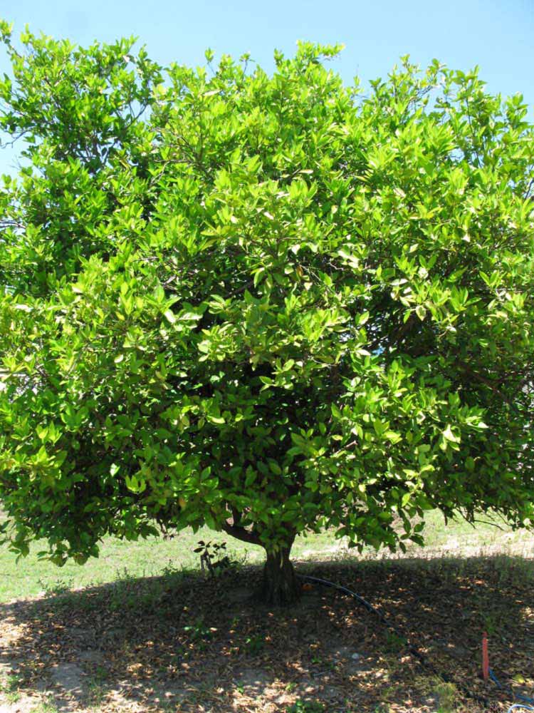            Habit (Winter Haven, FL)   